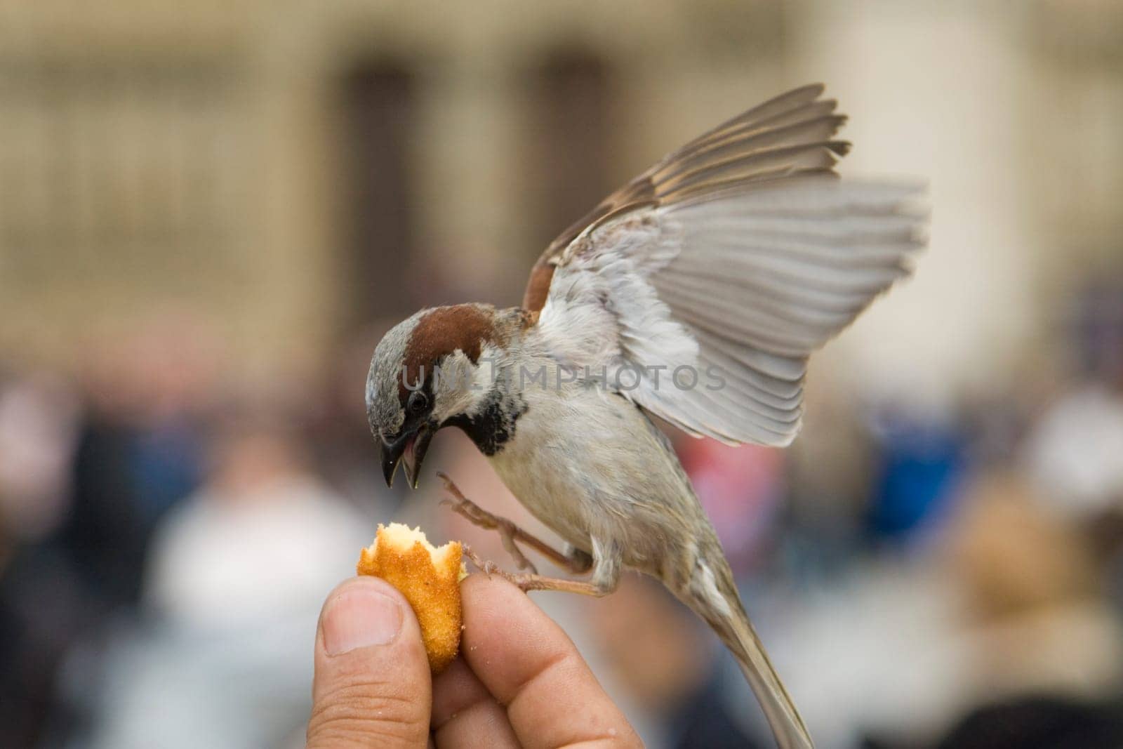Sparrows Eating