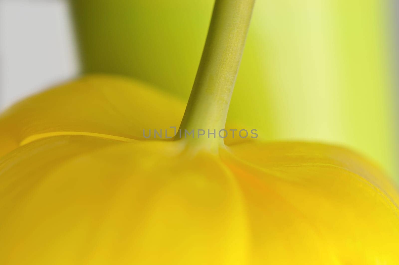 Tulip Chalice