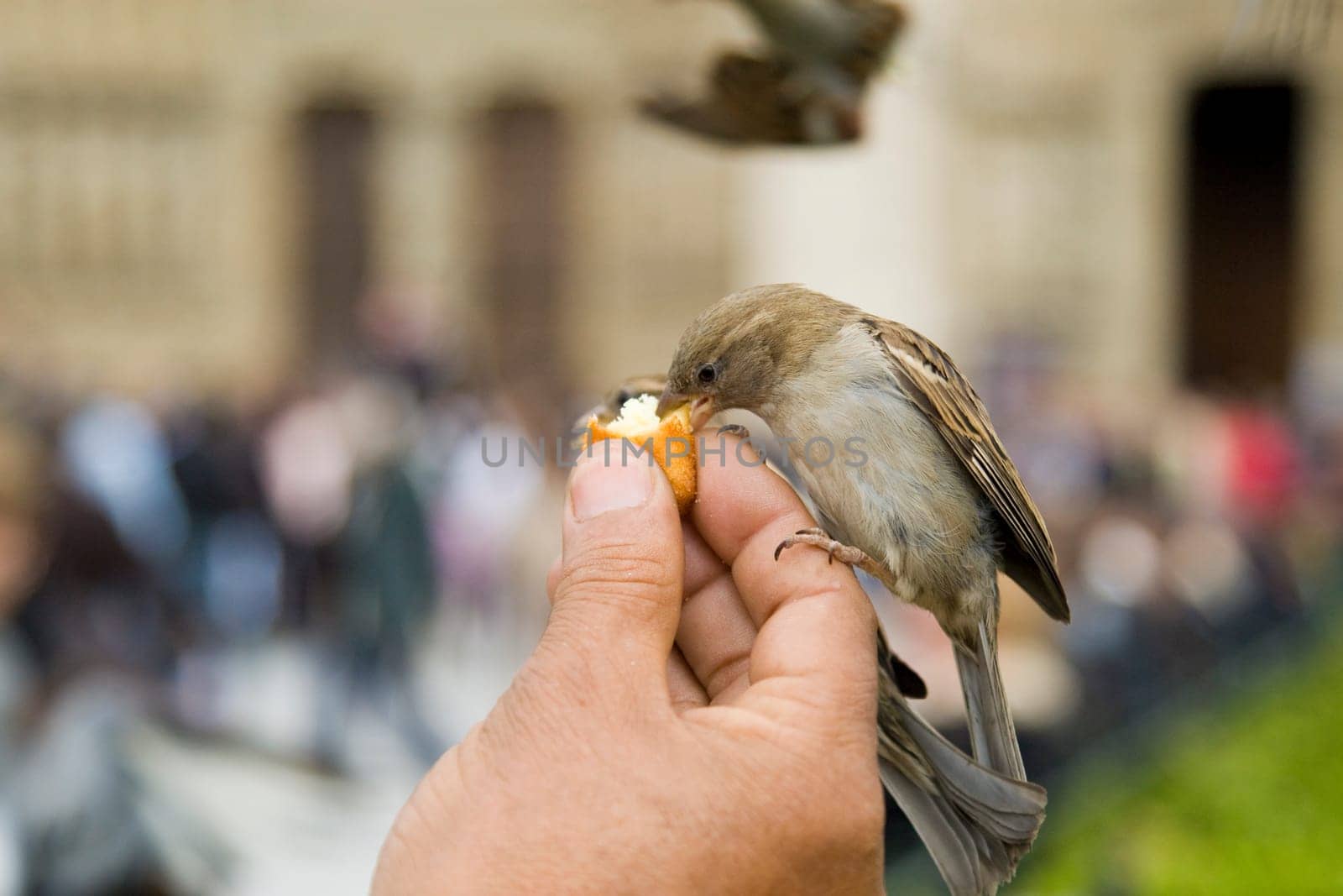 Sparrows Eating