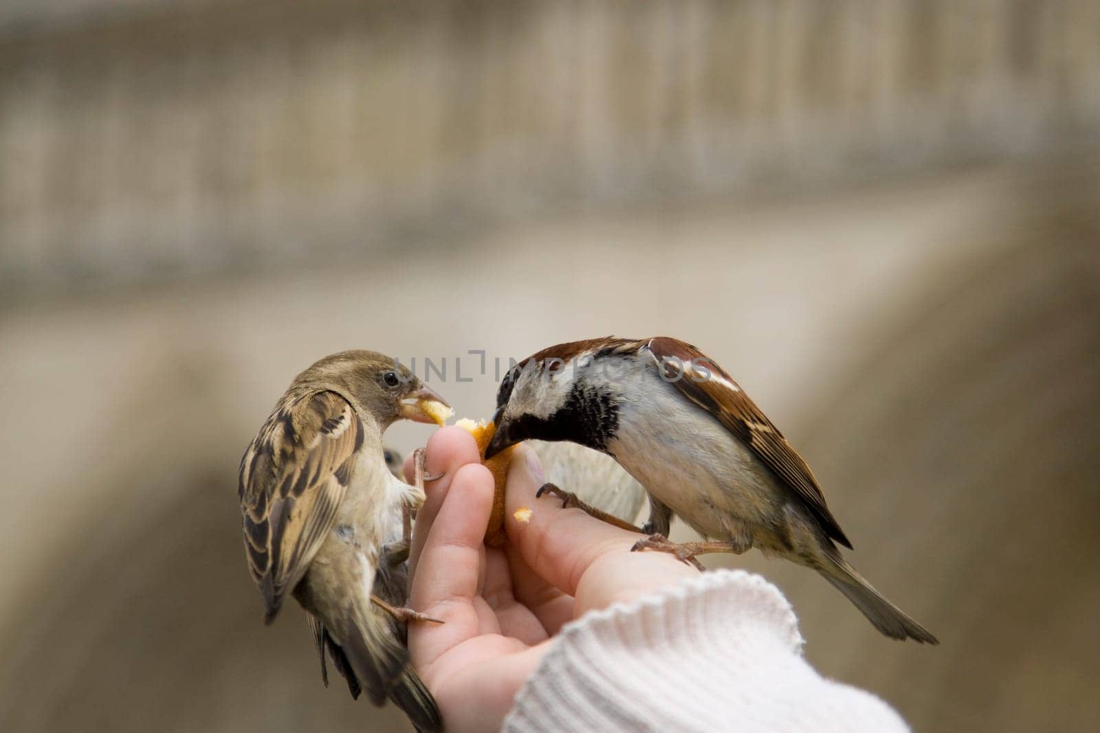 Sparrows Eating