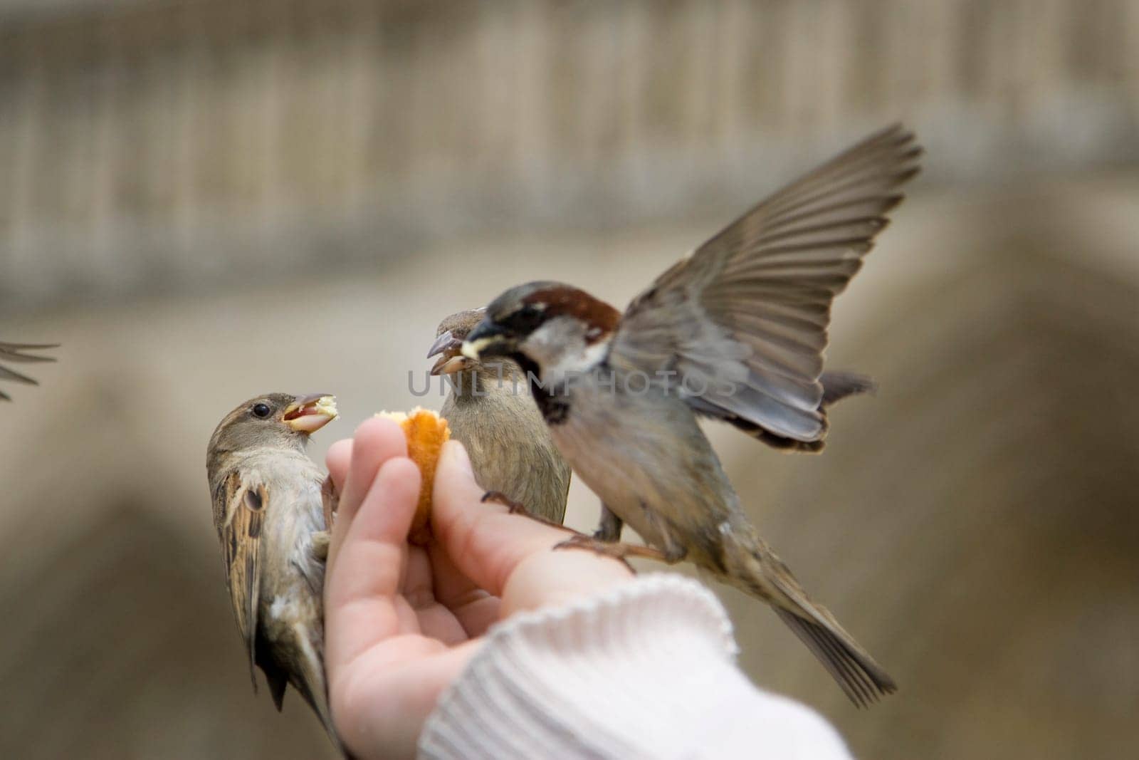Sparrows Eating