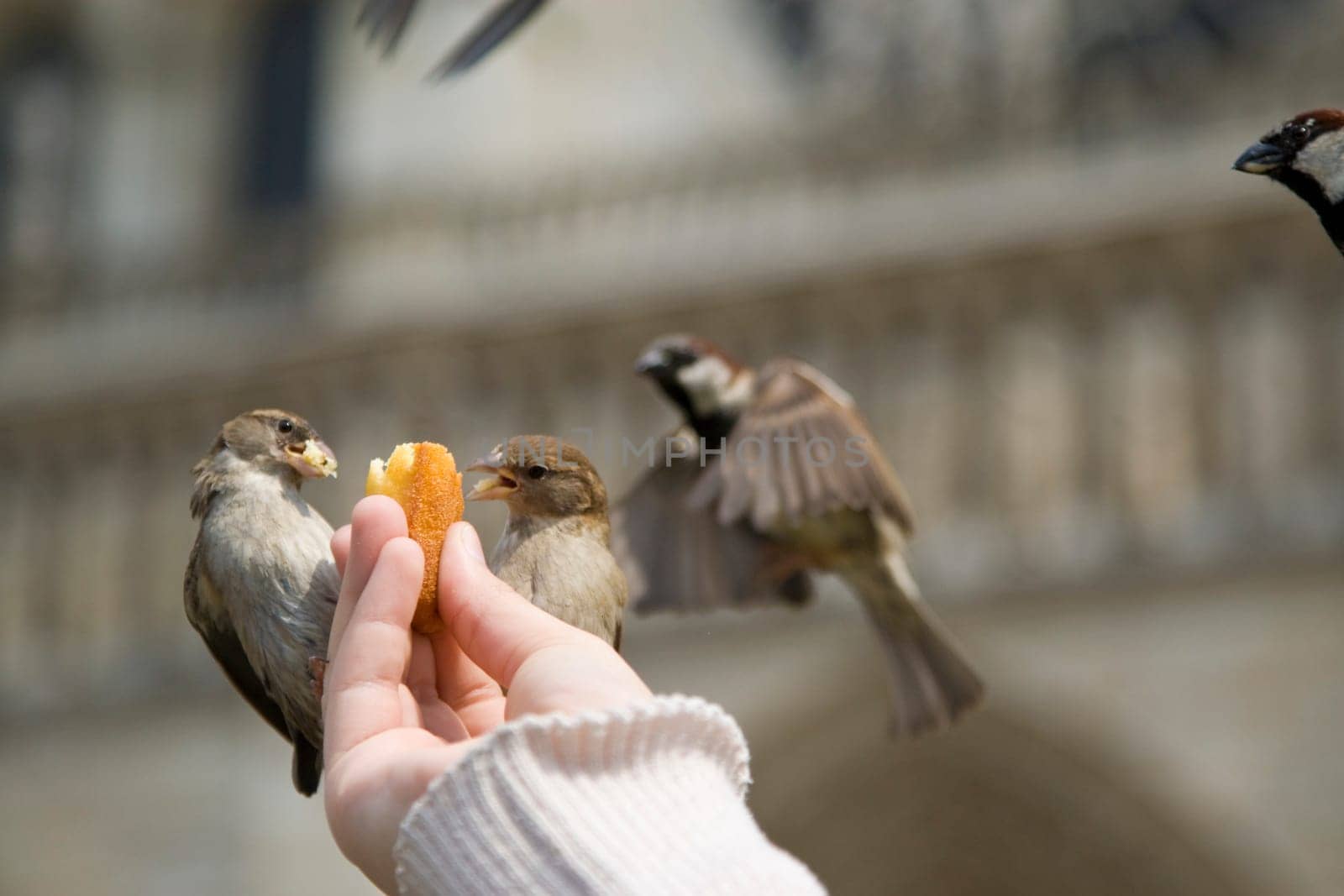 Sparrows Eating