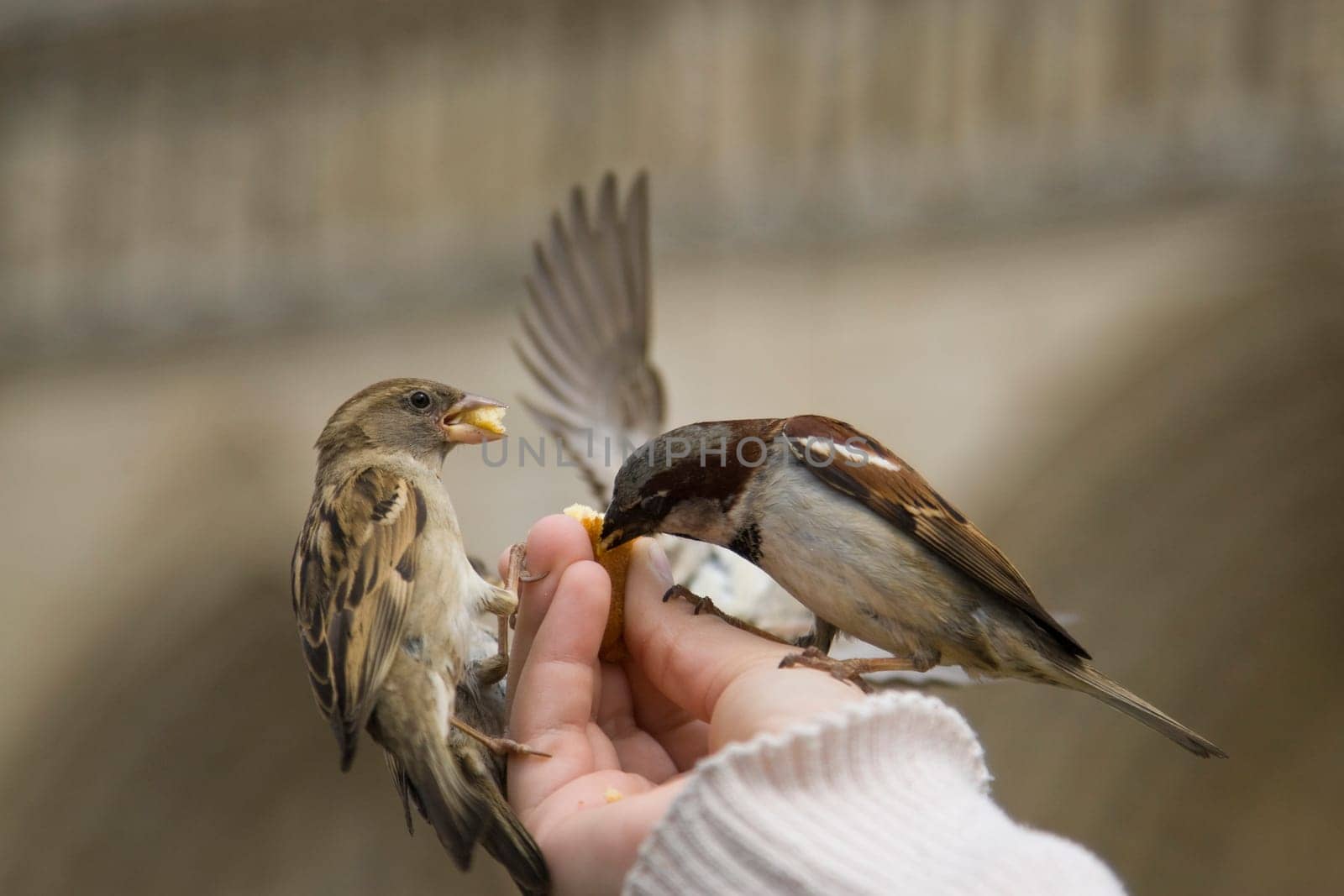 Sparrows Eating