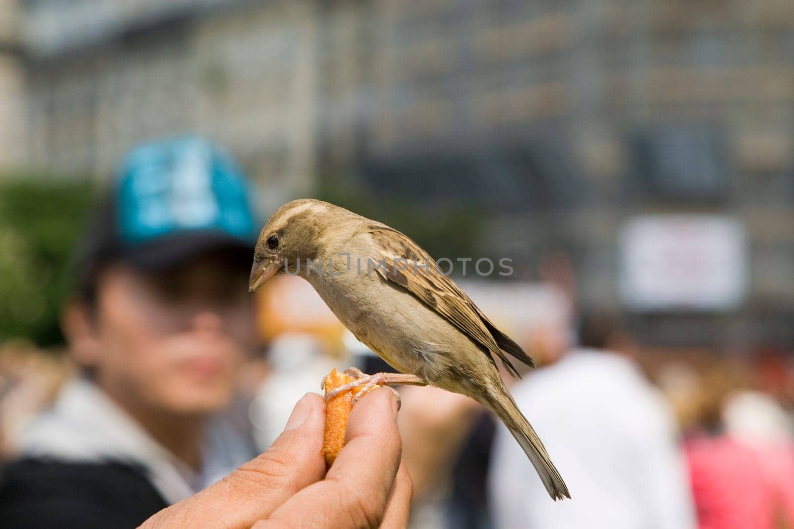 Sparrows Eating
