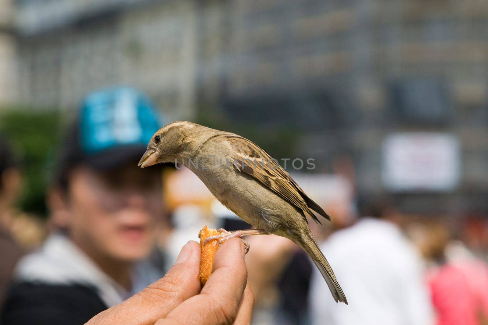 Sparrows Eating