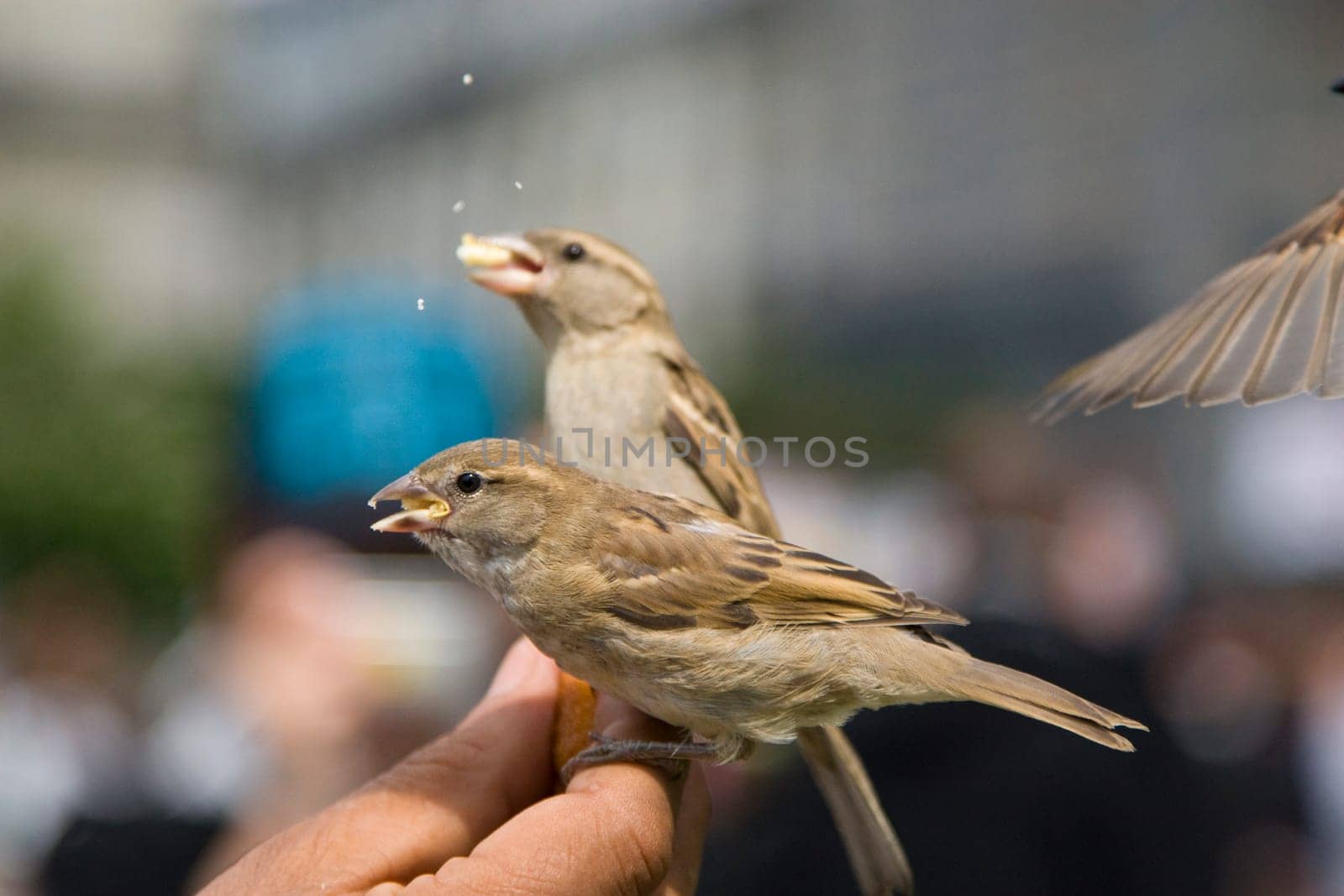 Sparrows Eating
