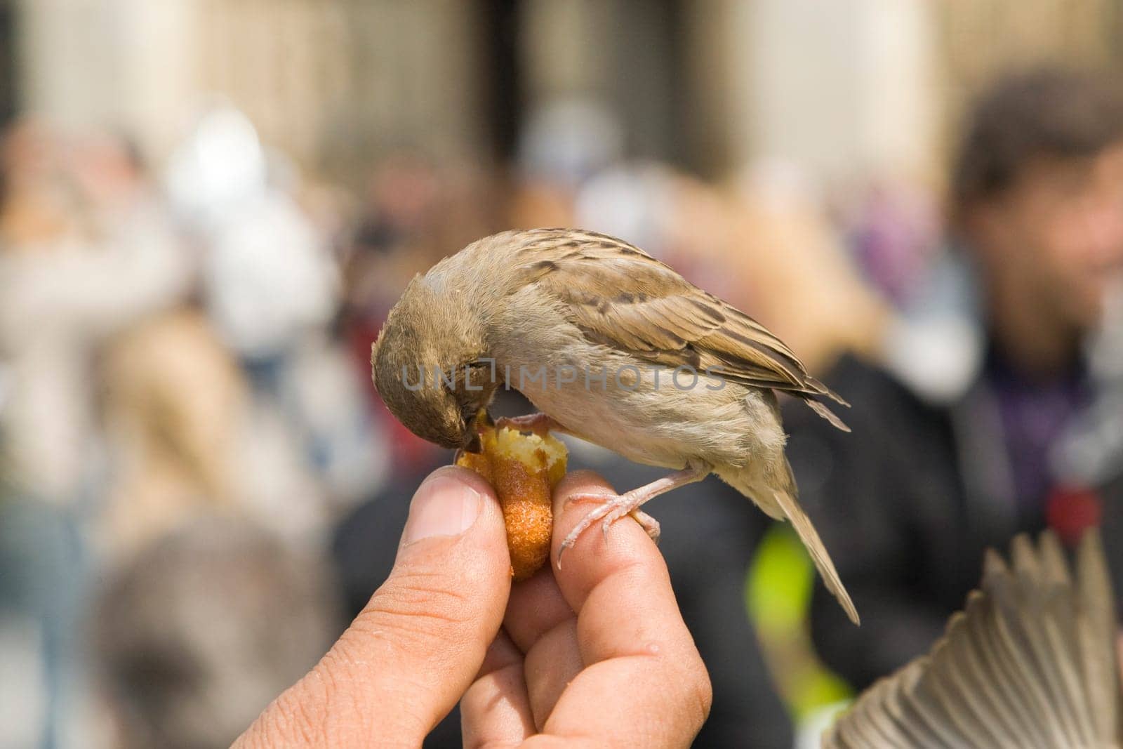 Sparrows Eating