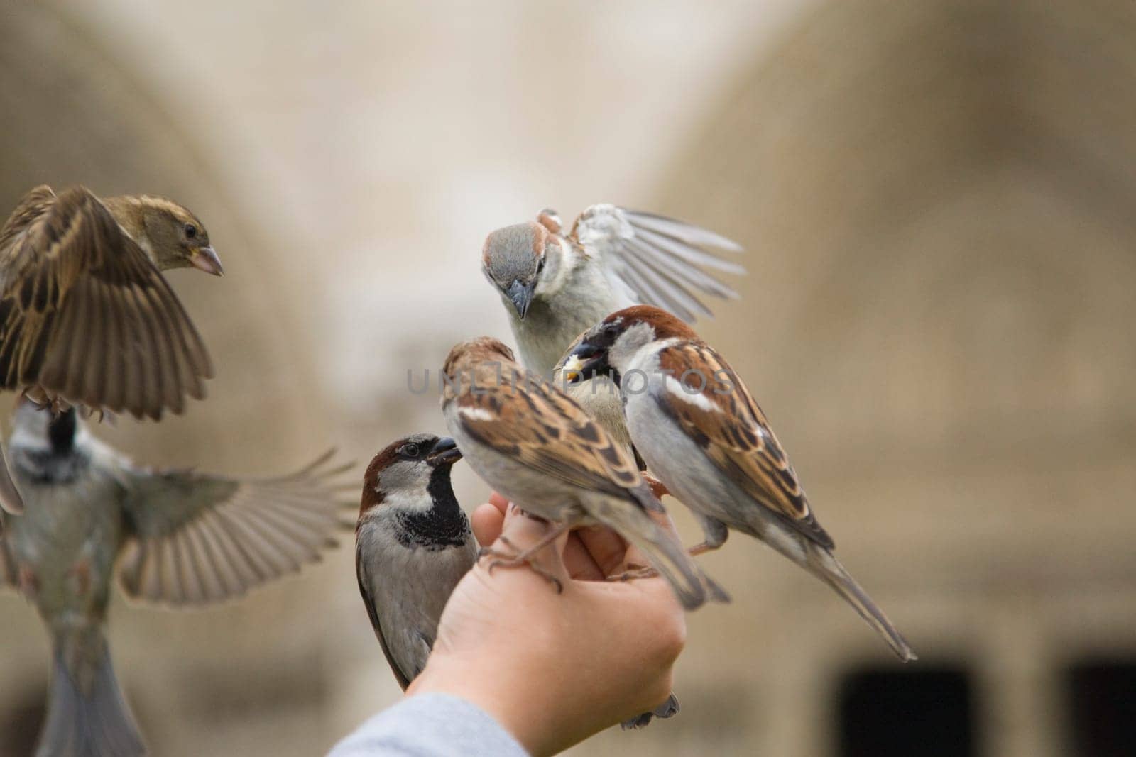 Sparrows Eating