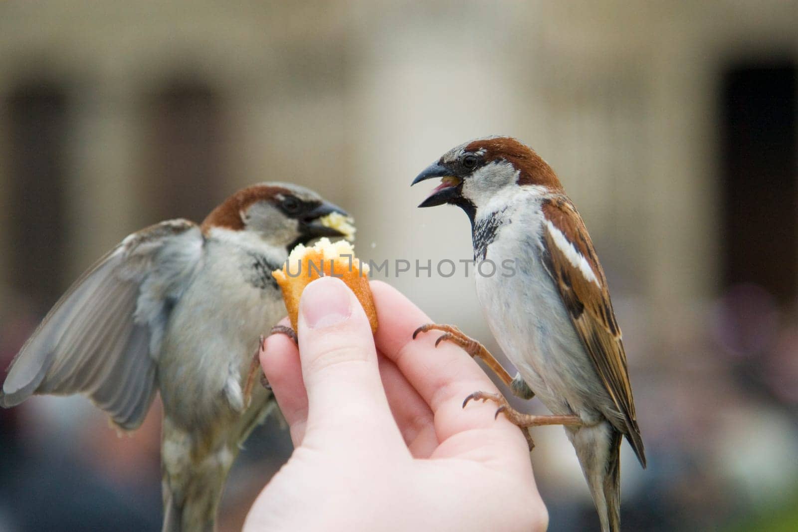 Sparrows Eating
