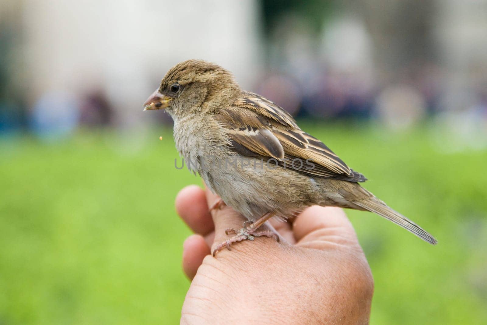 Sparrows Eating