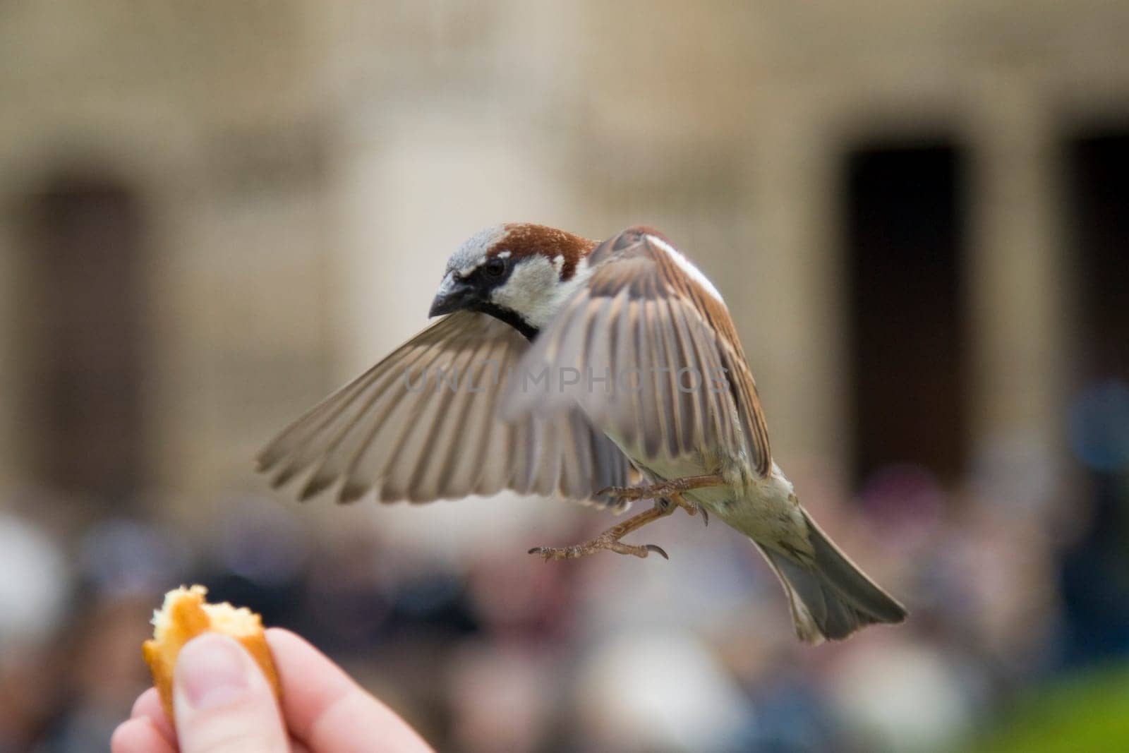 Sparrows Eating
