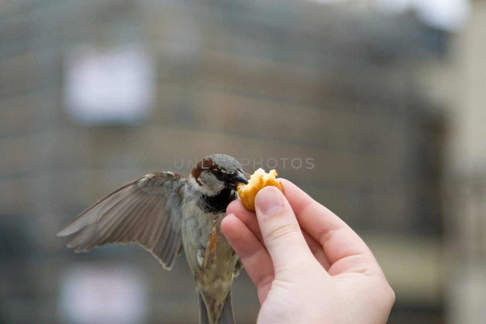 Sparrows Eating