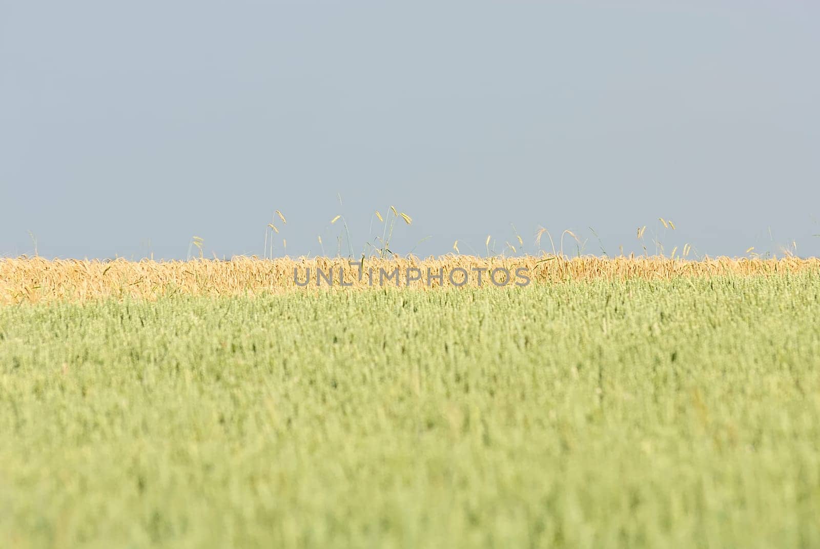 Cornfield 2