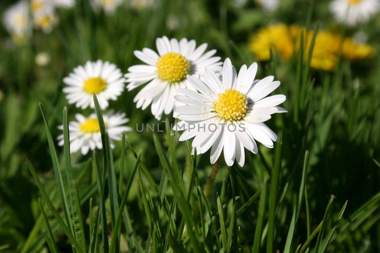 Daisies on meadow in spring