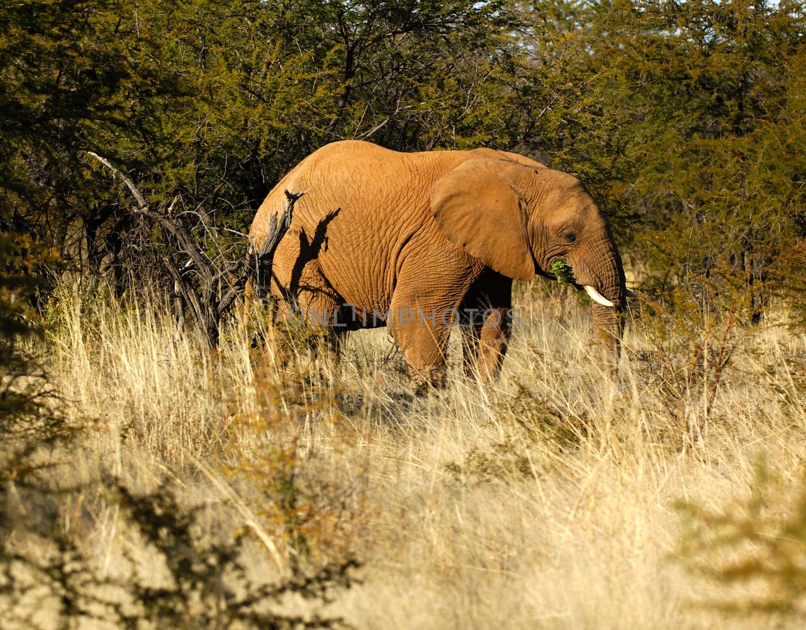 African elephant