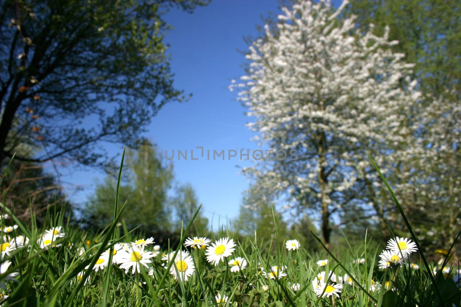 Daisies in front of trees in spring
