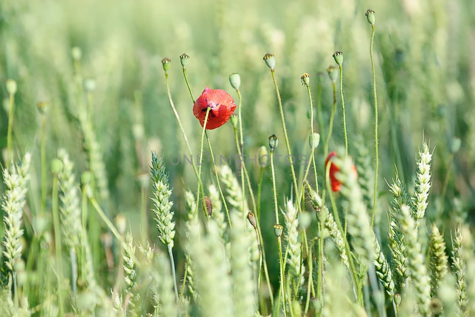Poppy seeds