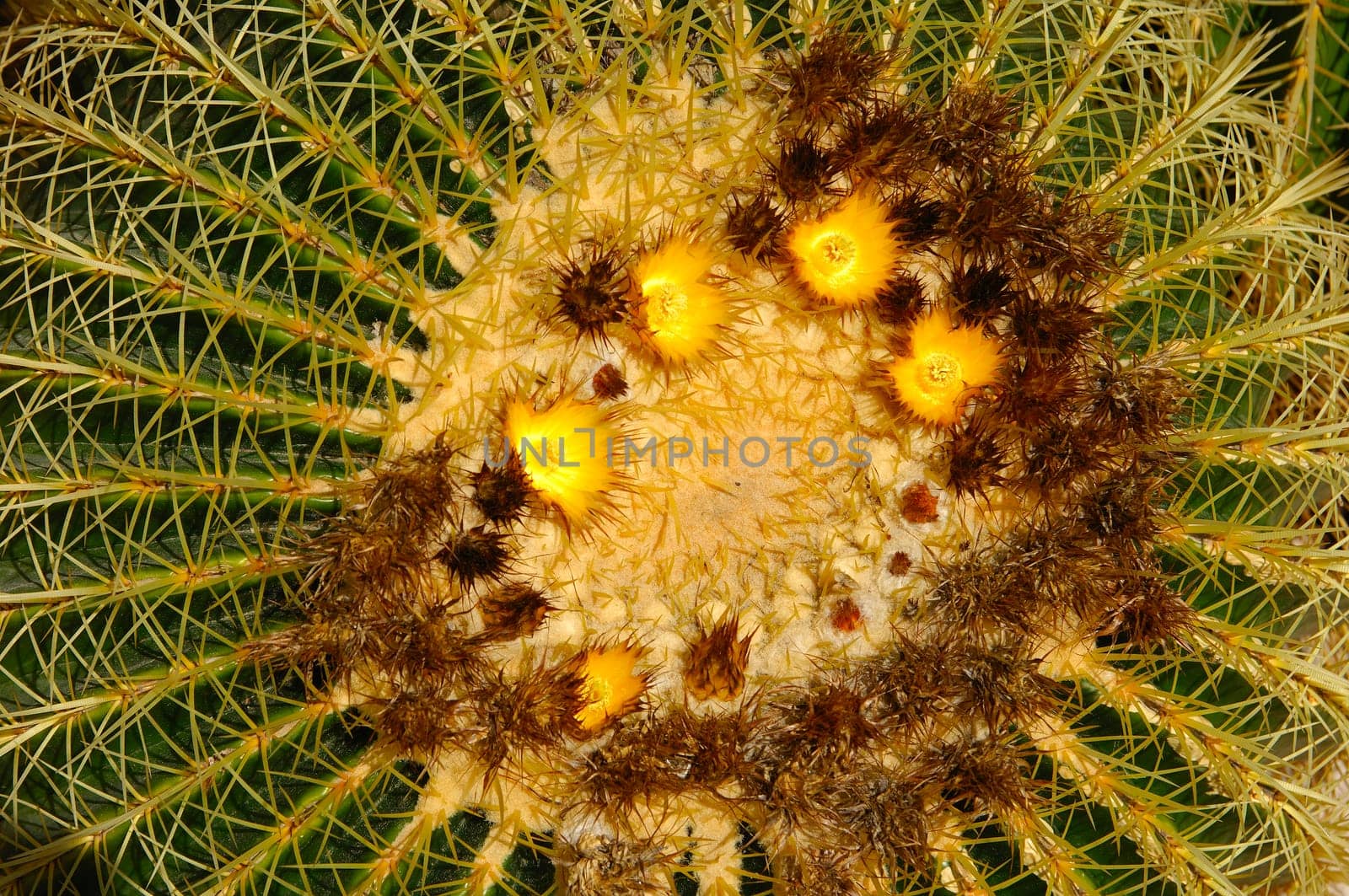 Blooming Golden Ball Cactus