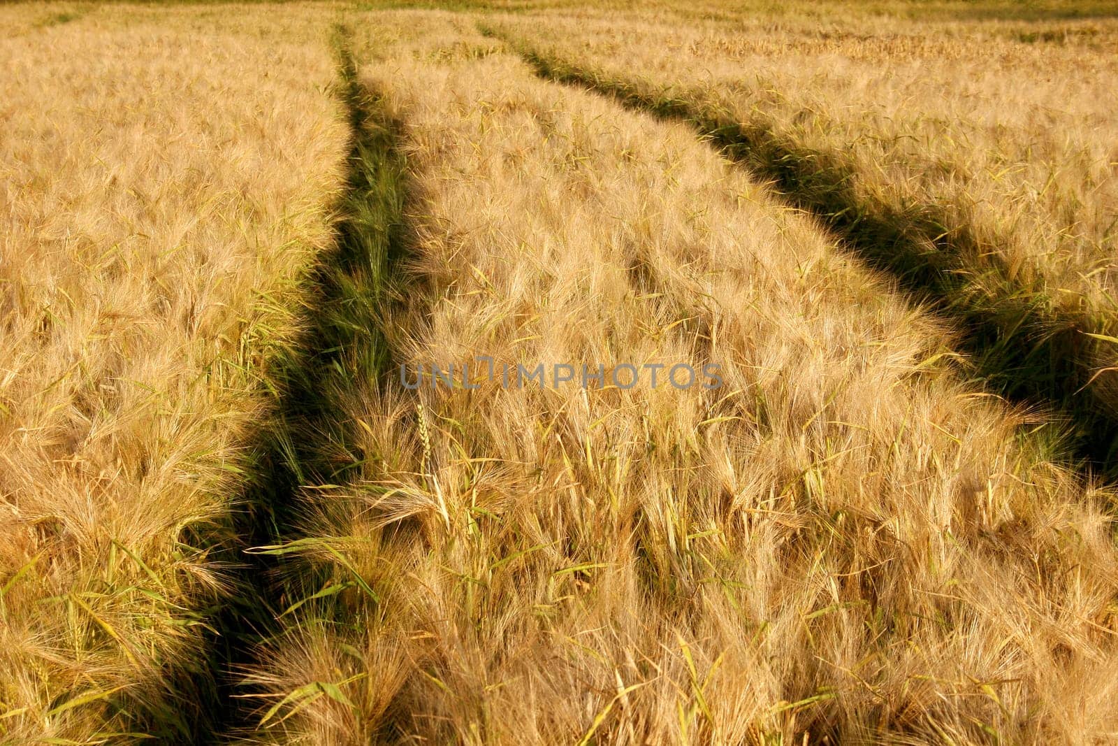Ripe barley field with action track