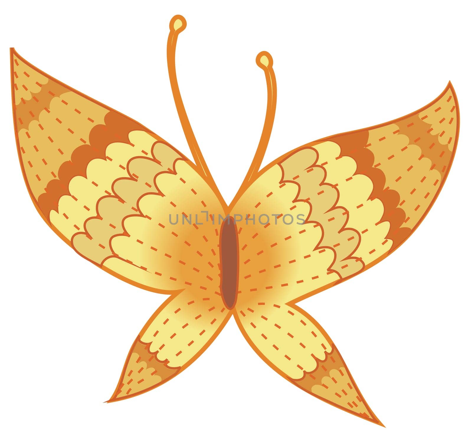 butterfly