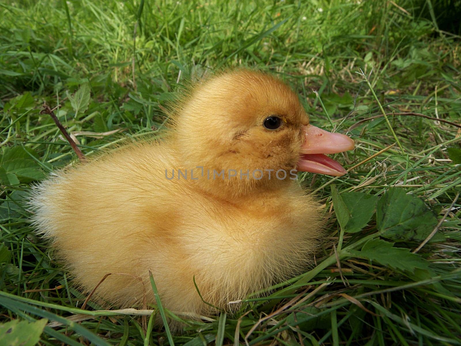 Little Duck Child