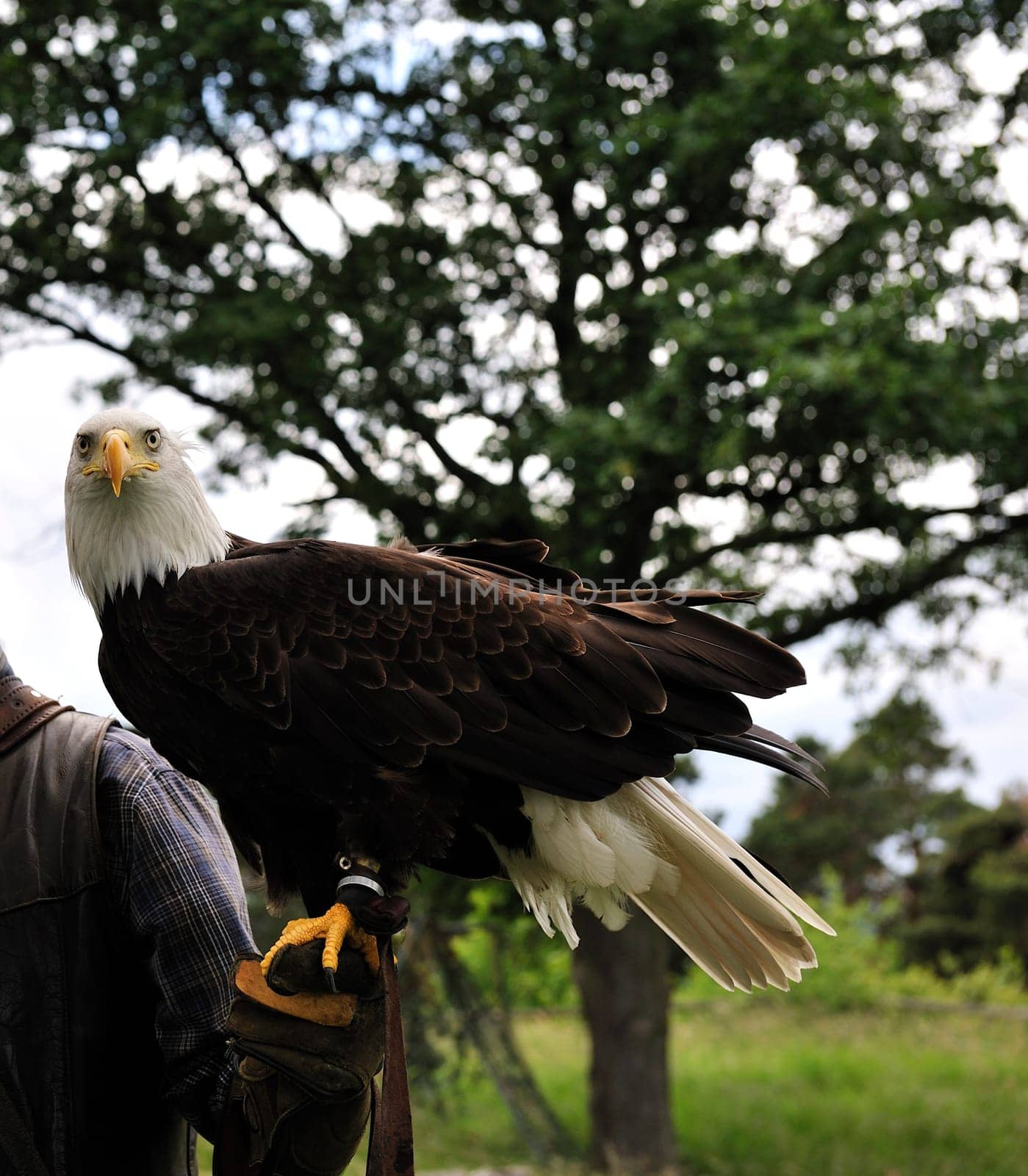 Bald Eagle
