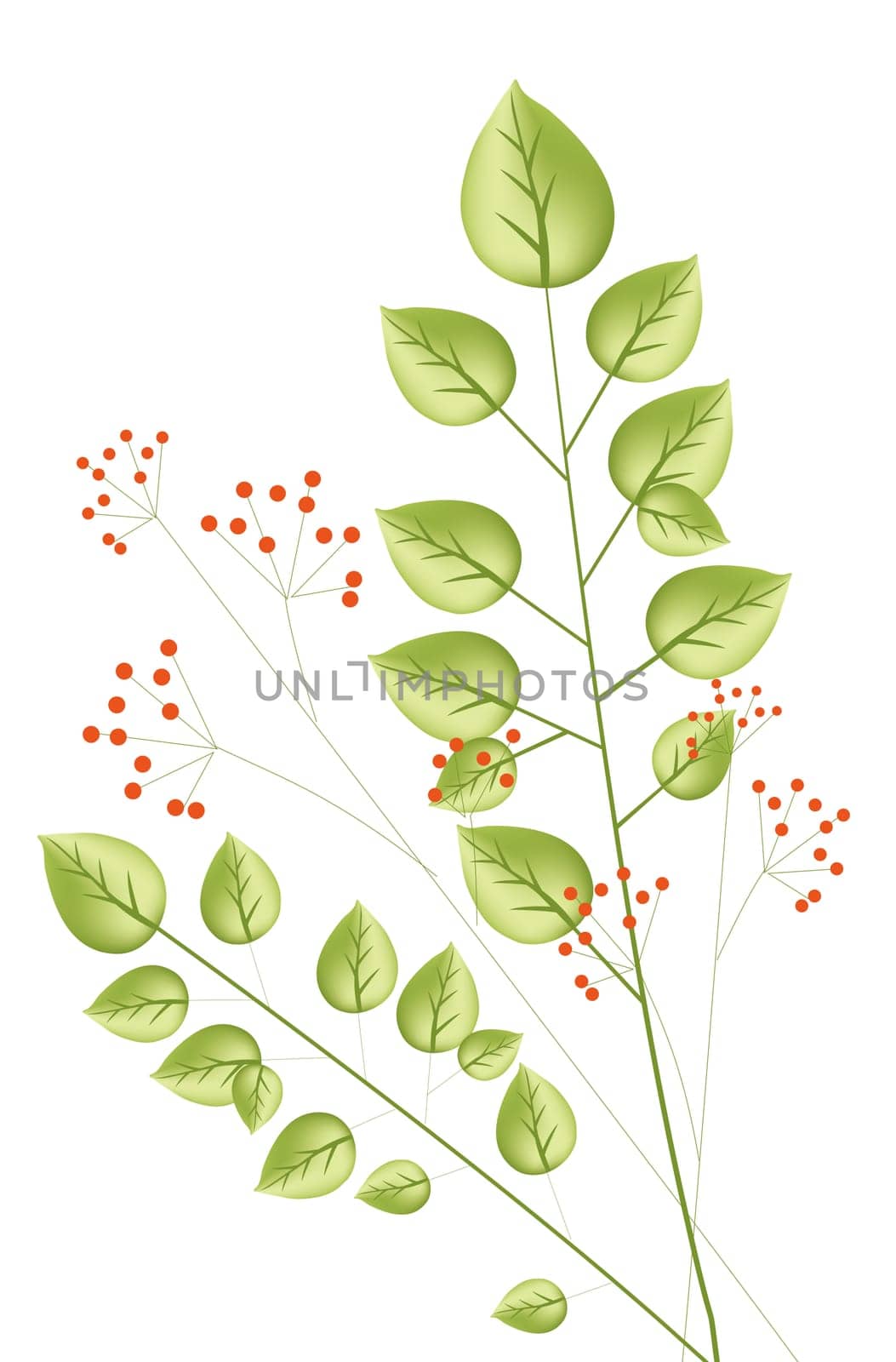 plant and red  berry