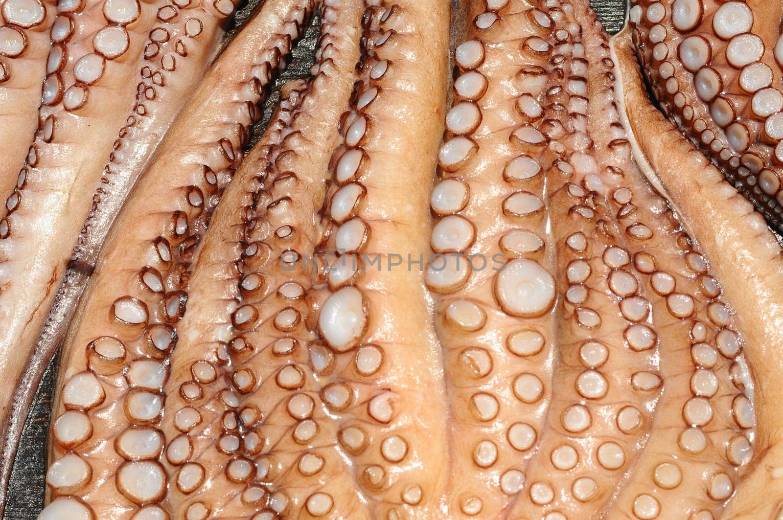 Squid Calamares