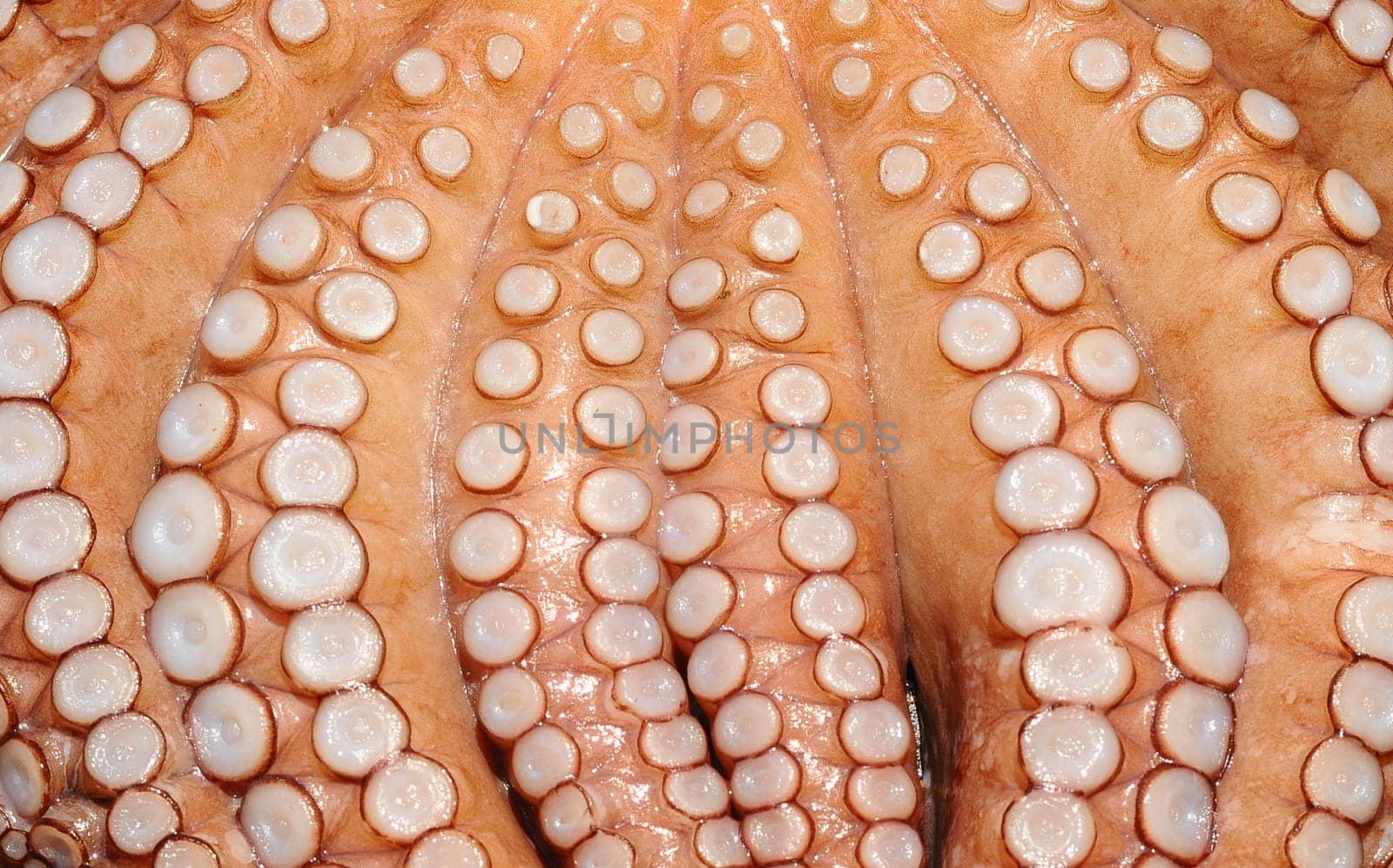 Squid Calamares Detail