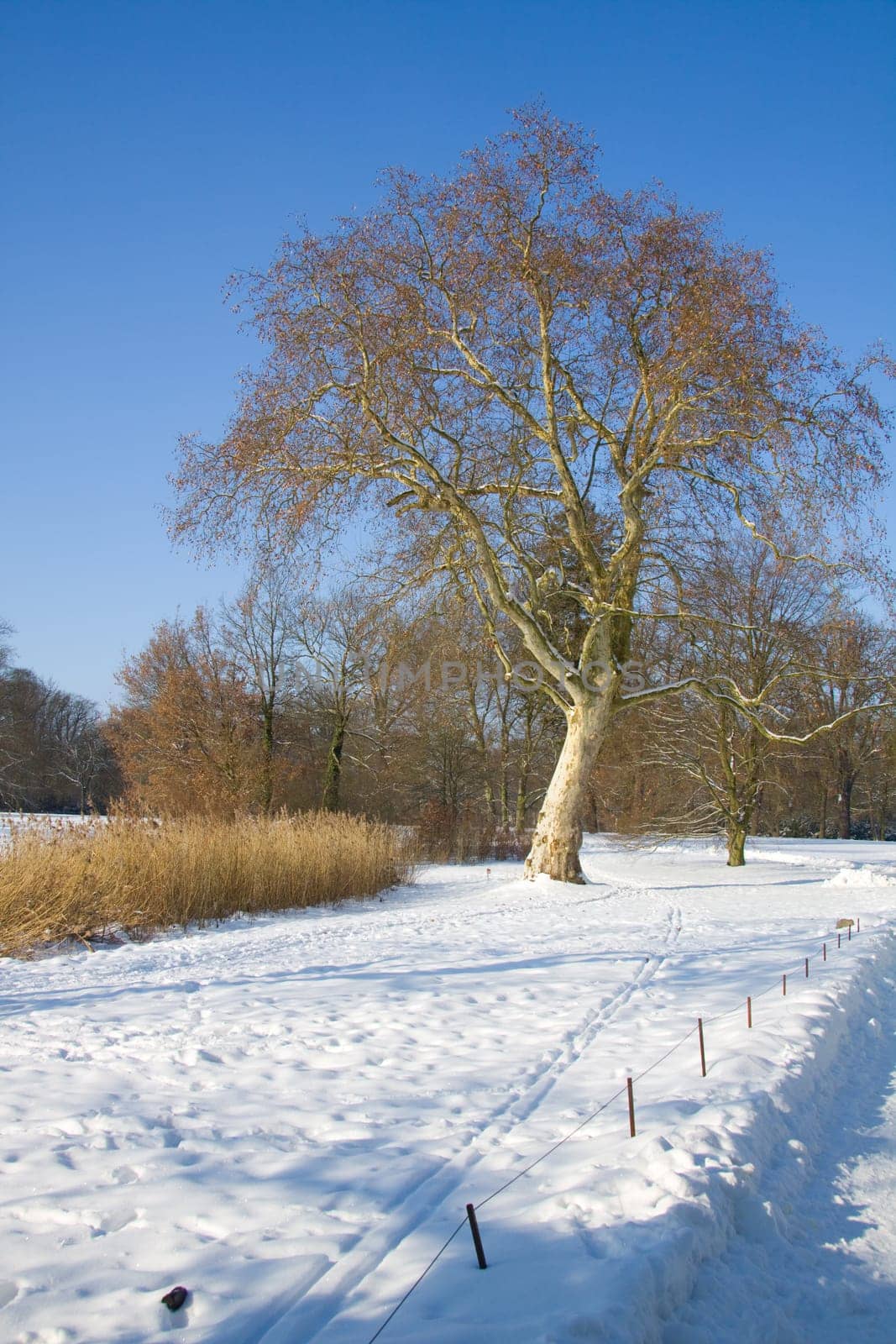 Beech tree in the snow