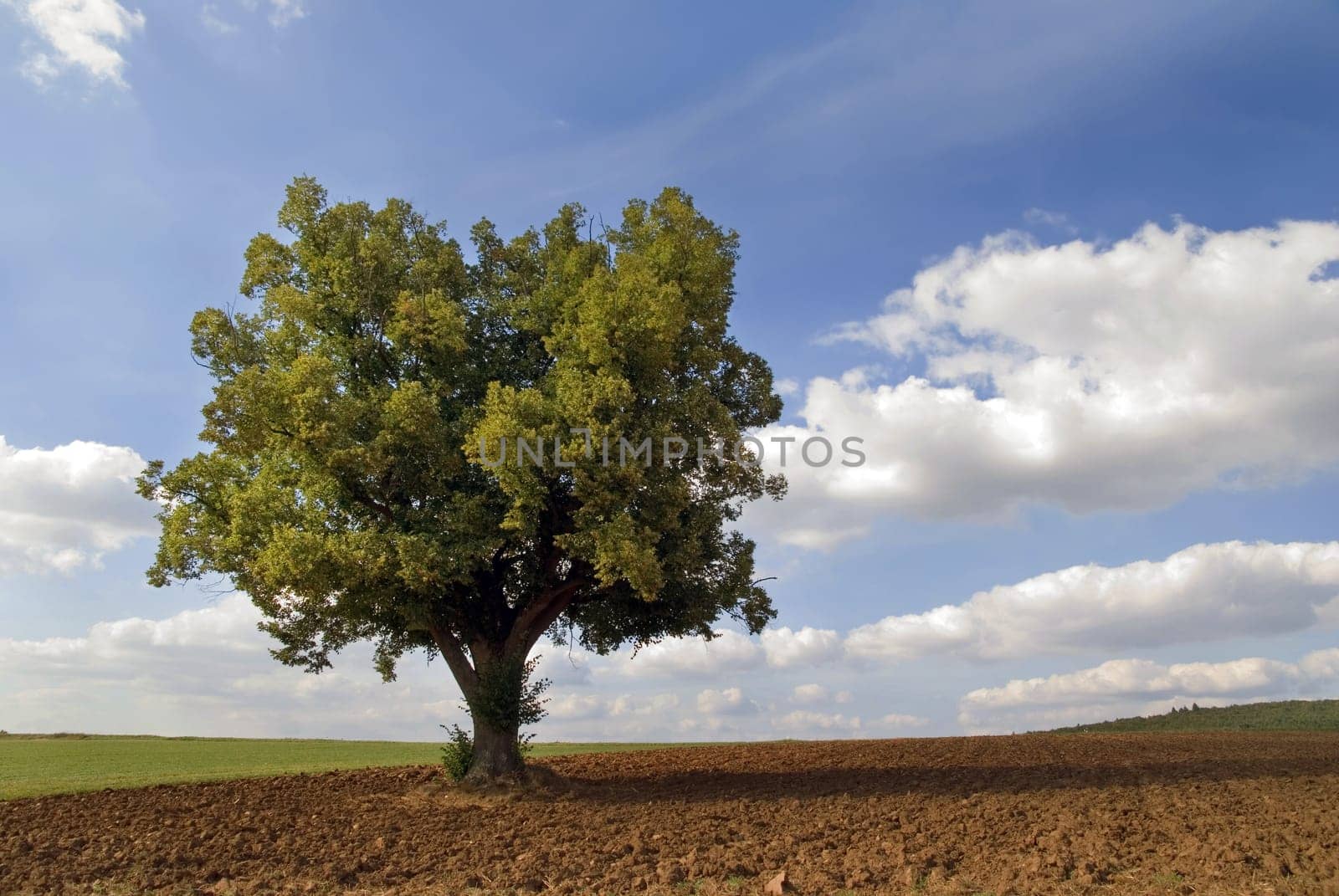 Lonely Oak 2
