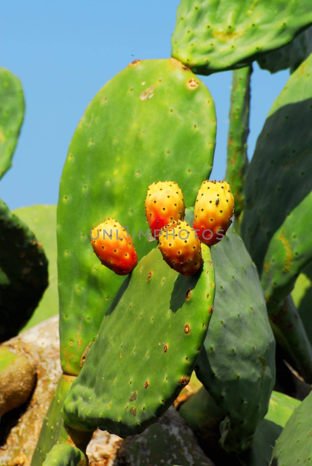 Cactus fruits