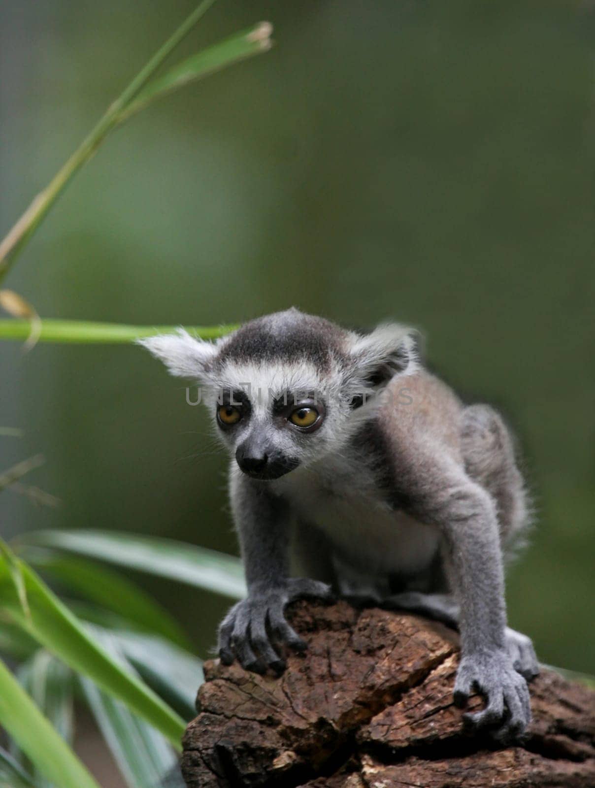 Ring-tailed lemur