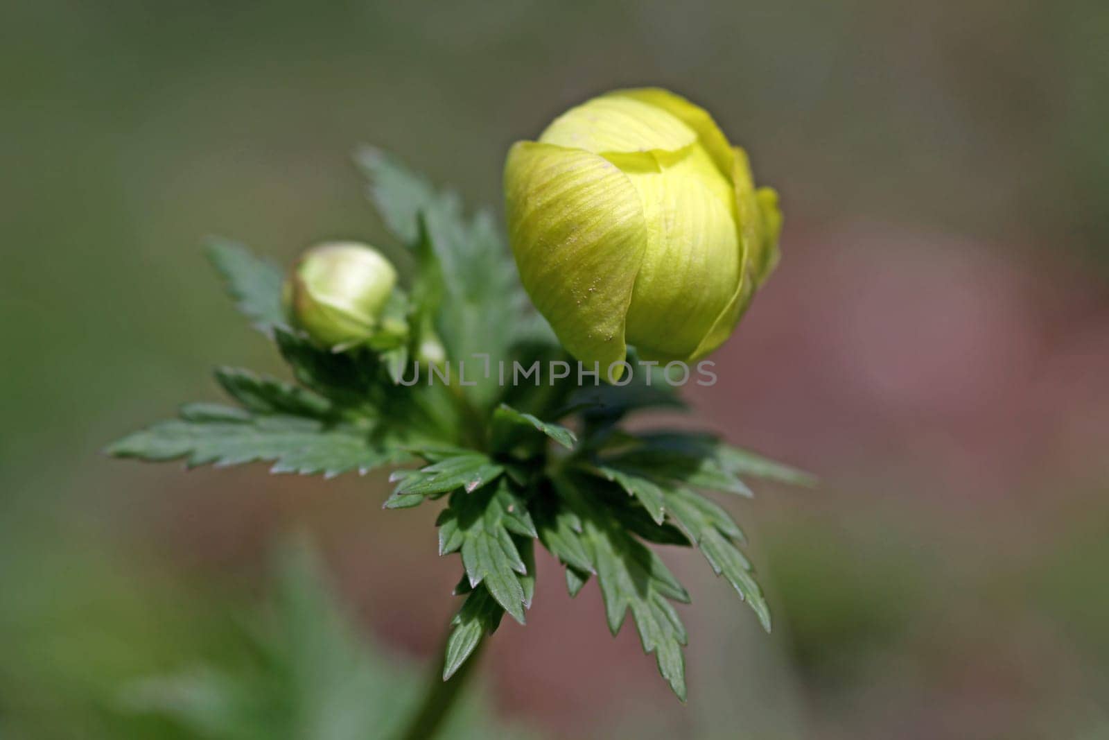 Trollius europaeus