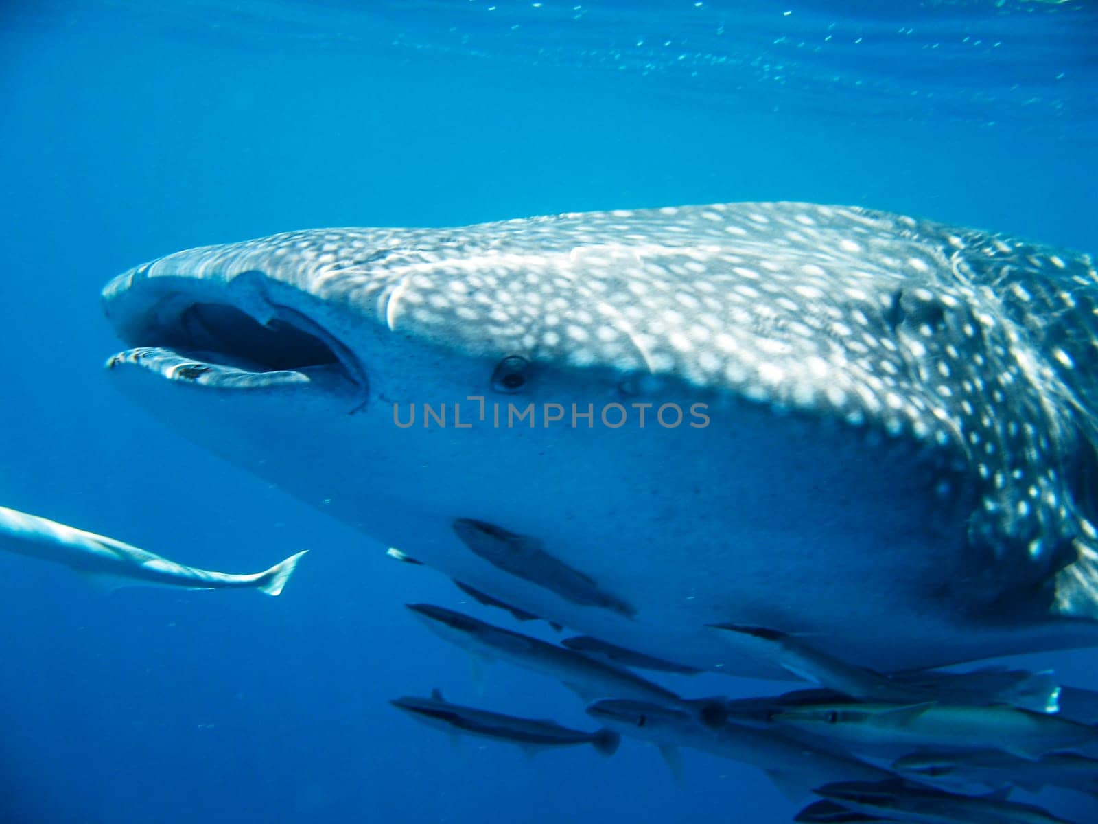Whale shark