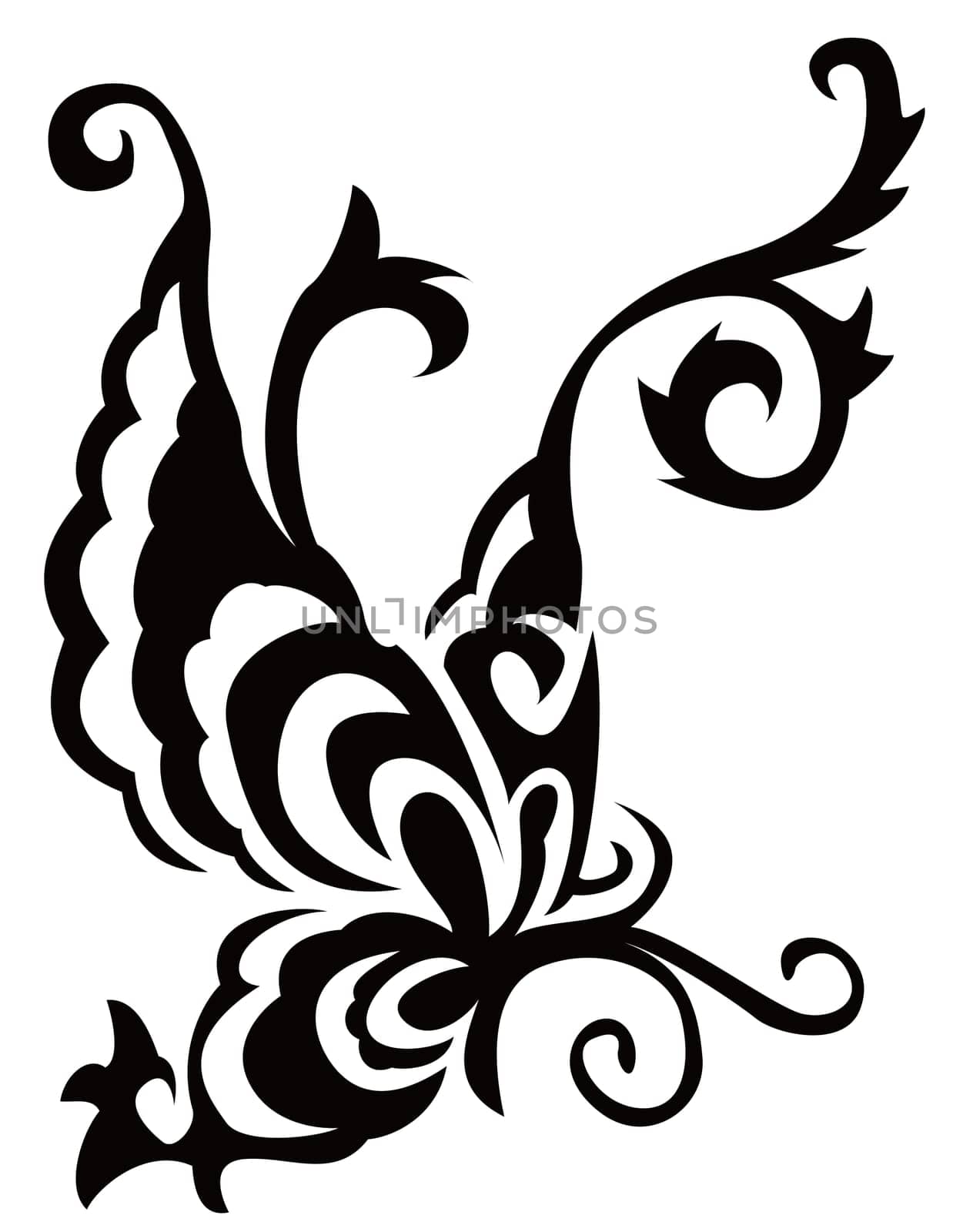 butterfly
