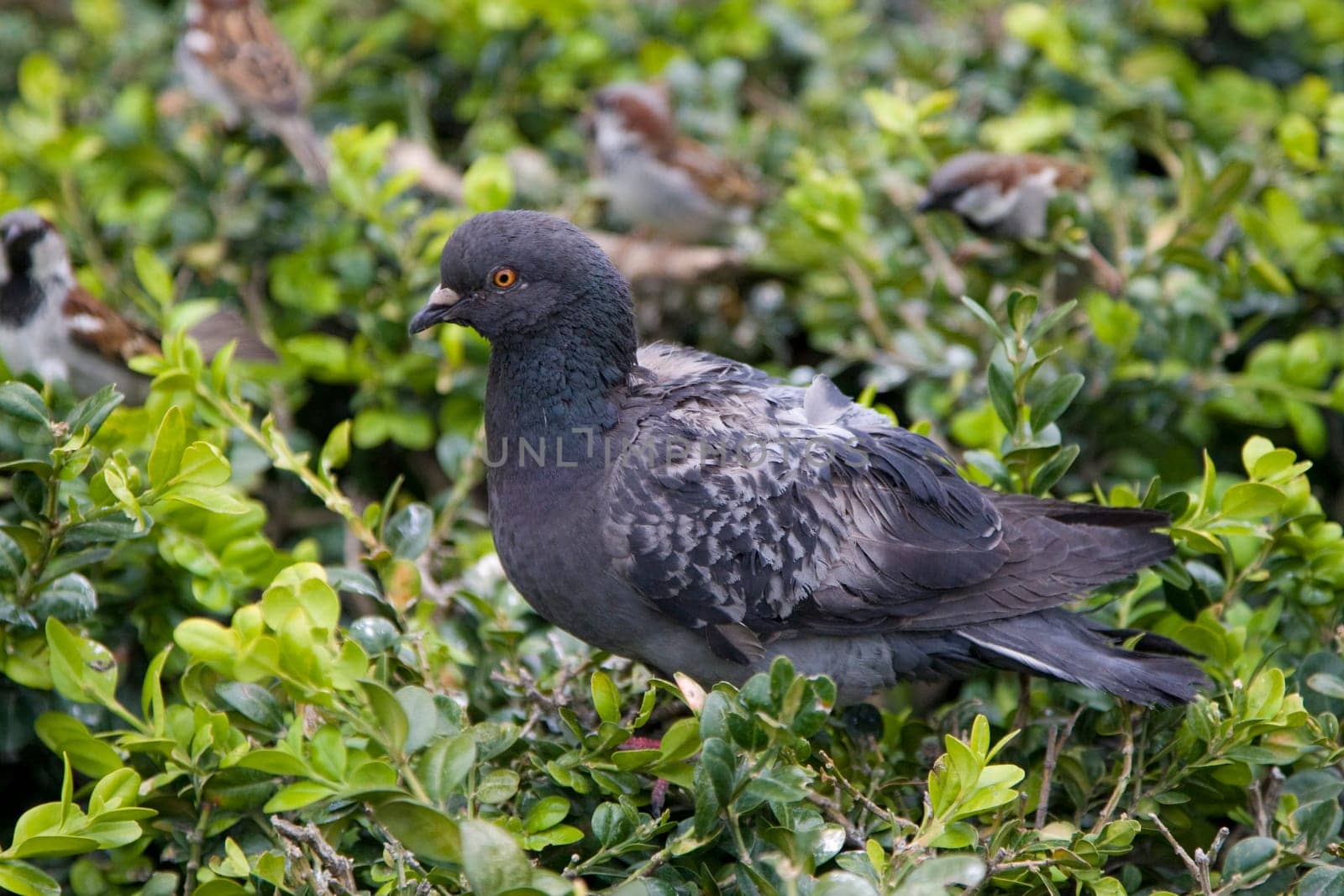 Pigeon Portrait