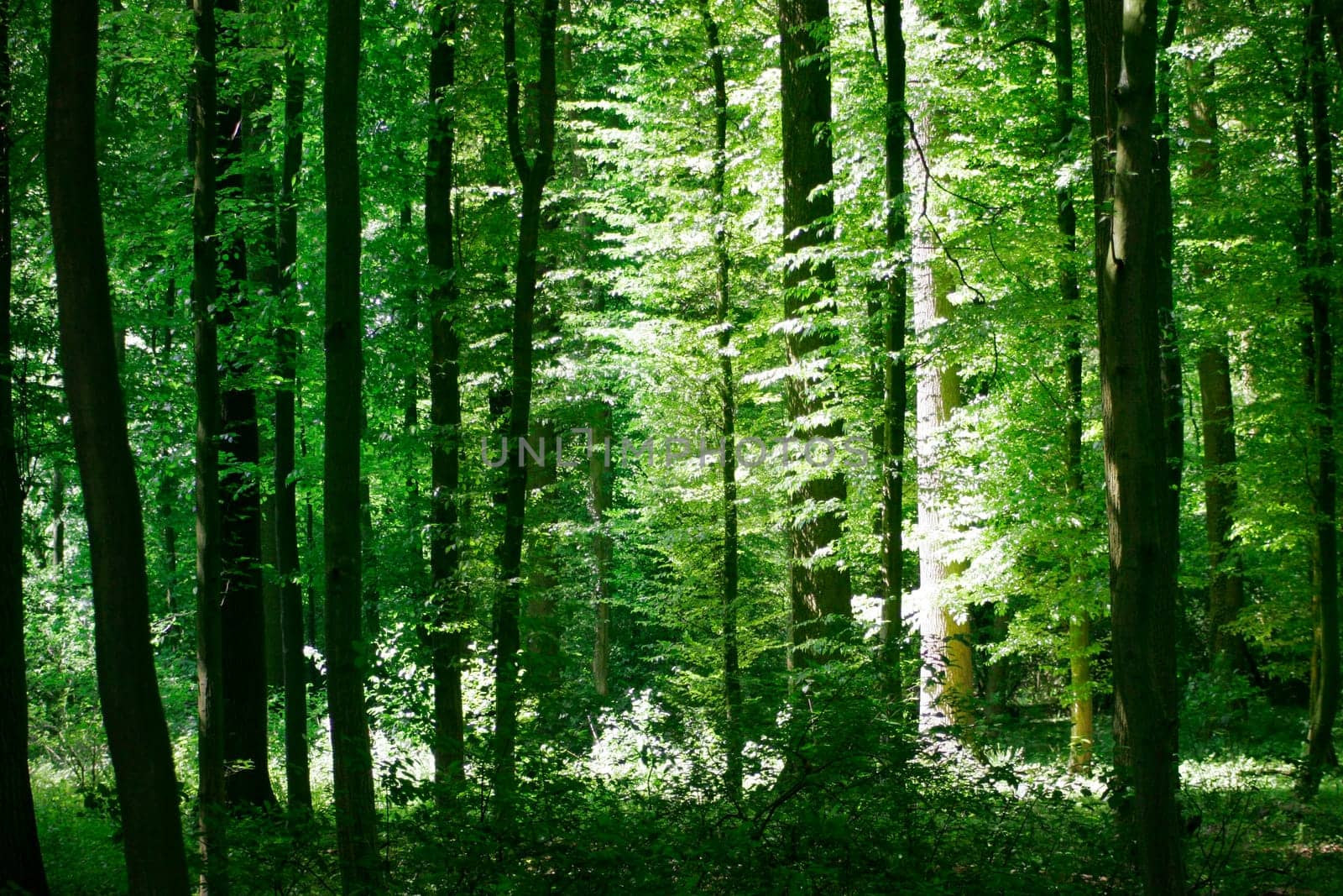 Forest-Light-Nature
