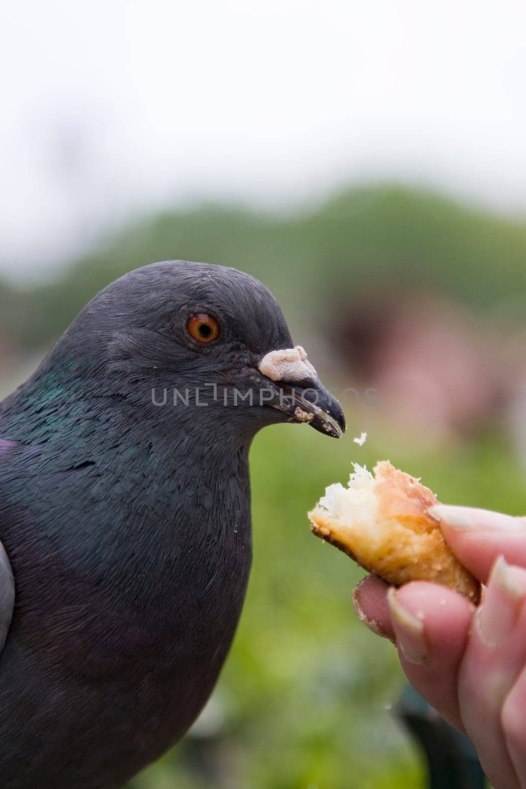 Pigeon Portrait