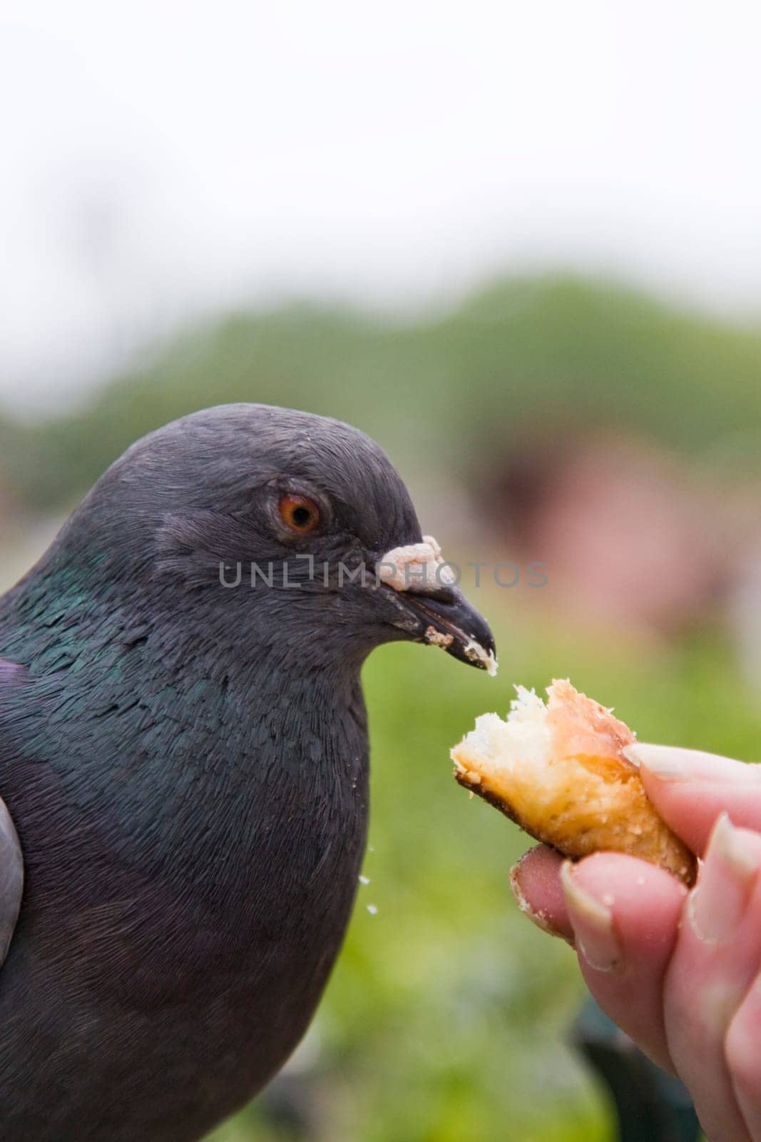 Pigeon Portrait