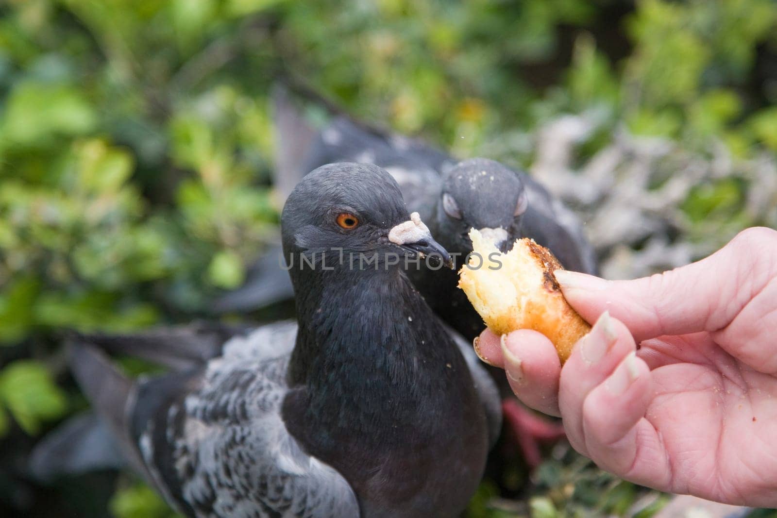 Pigeon Portrait