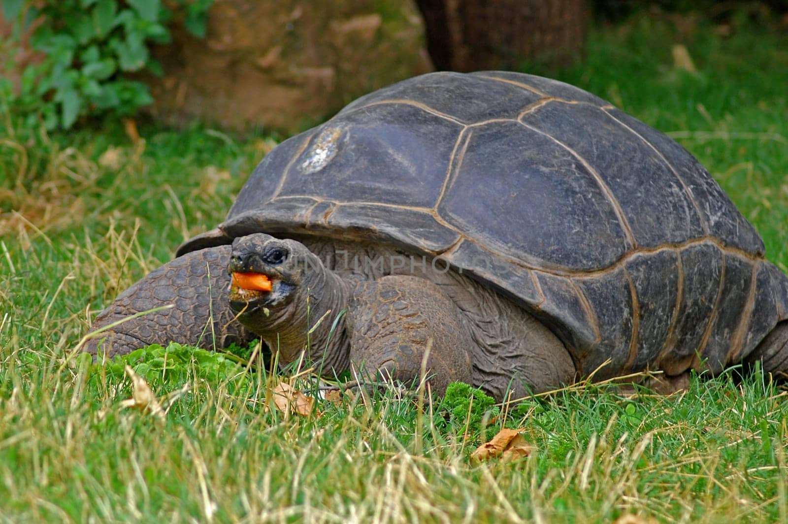 Seychelles Giant Tortoise
