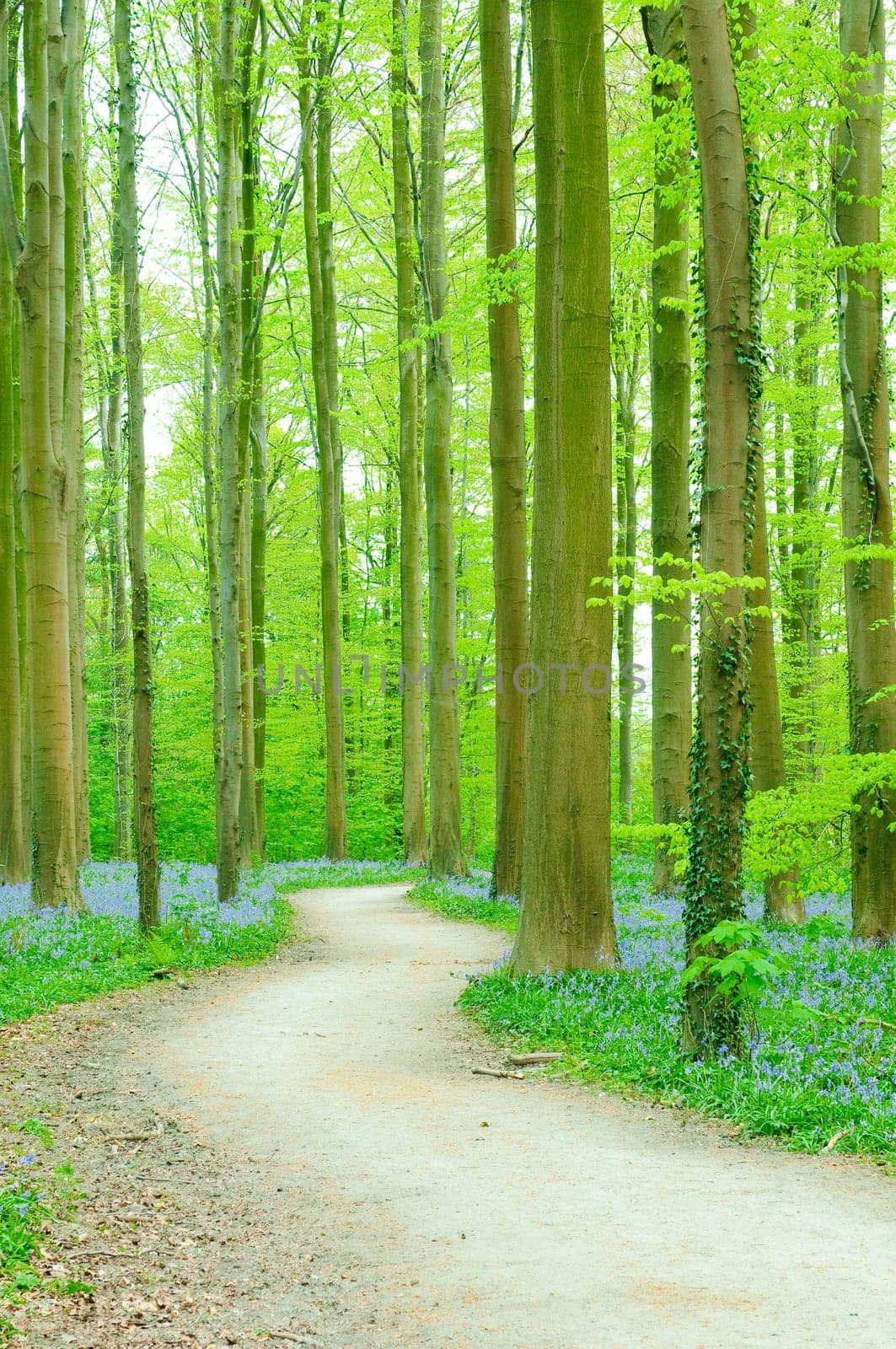 Path through forest