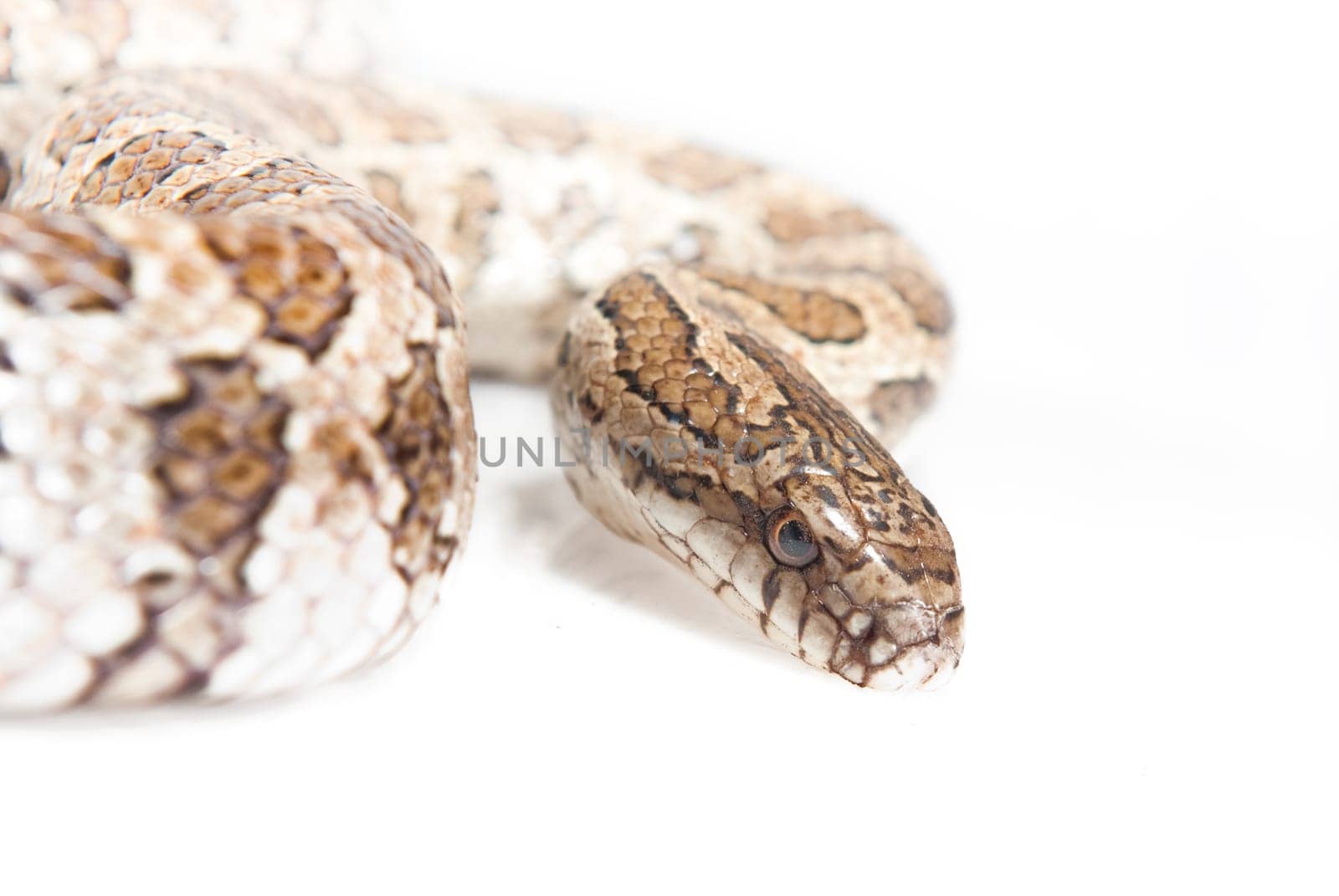 Snake