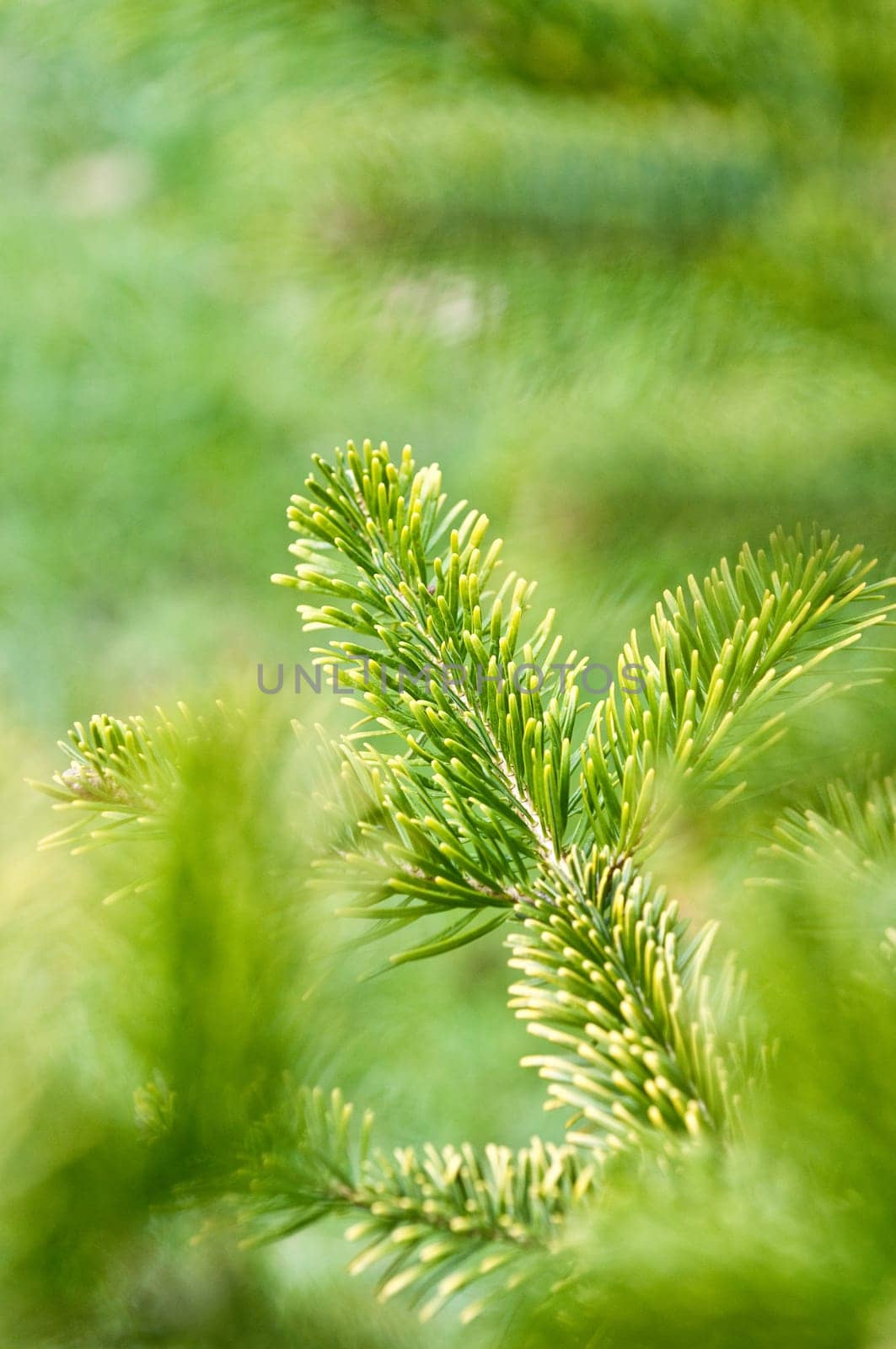 Pine in spring