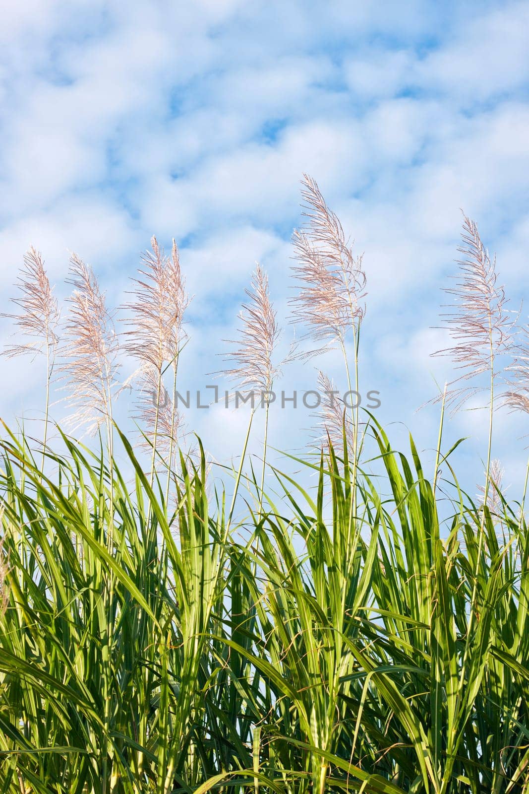 Sugar cane in bloom
