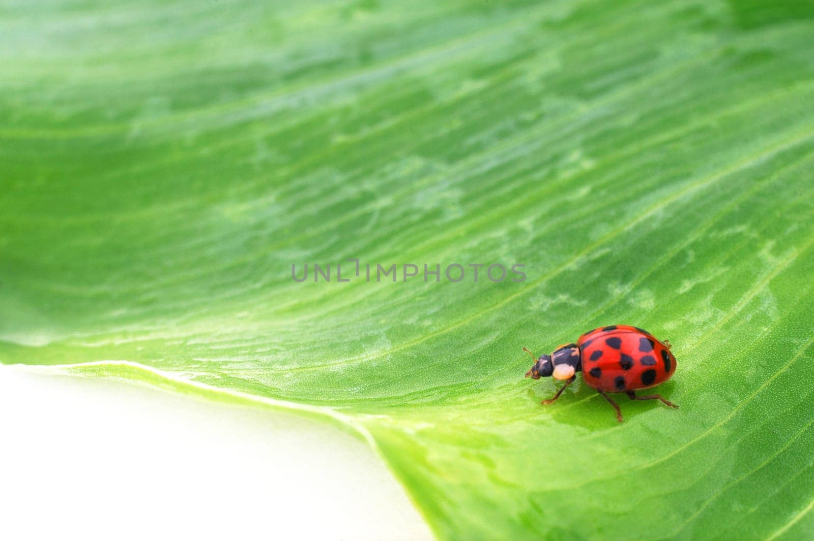 ladybug