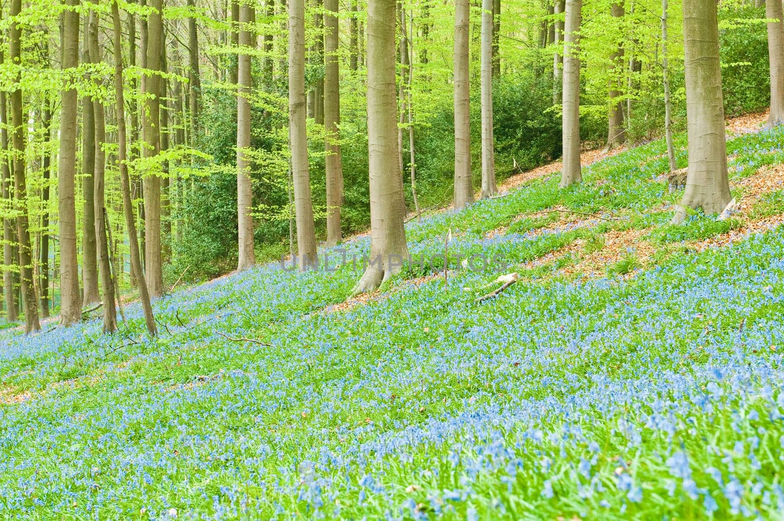 Bluebells in forest