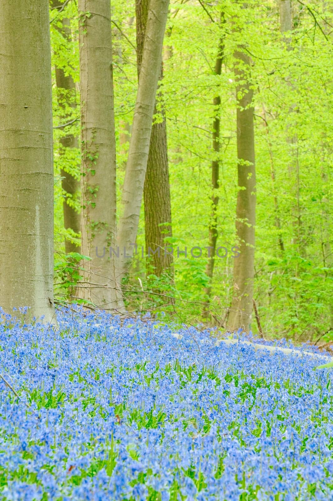 Bluebells in forest