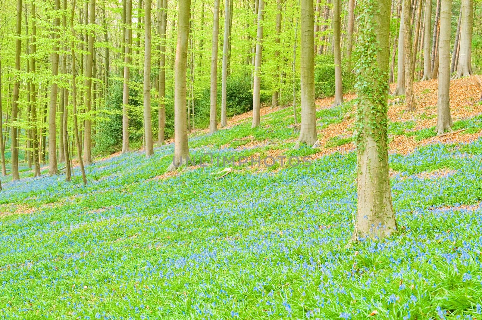 Bluebells in forest